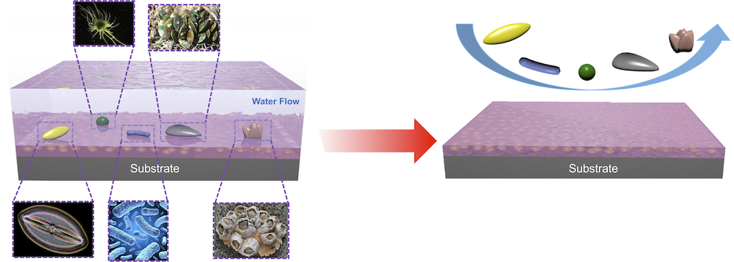 Stress-Localized Durable Anti-Biofouling Surfaces