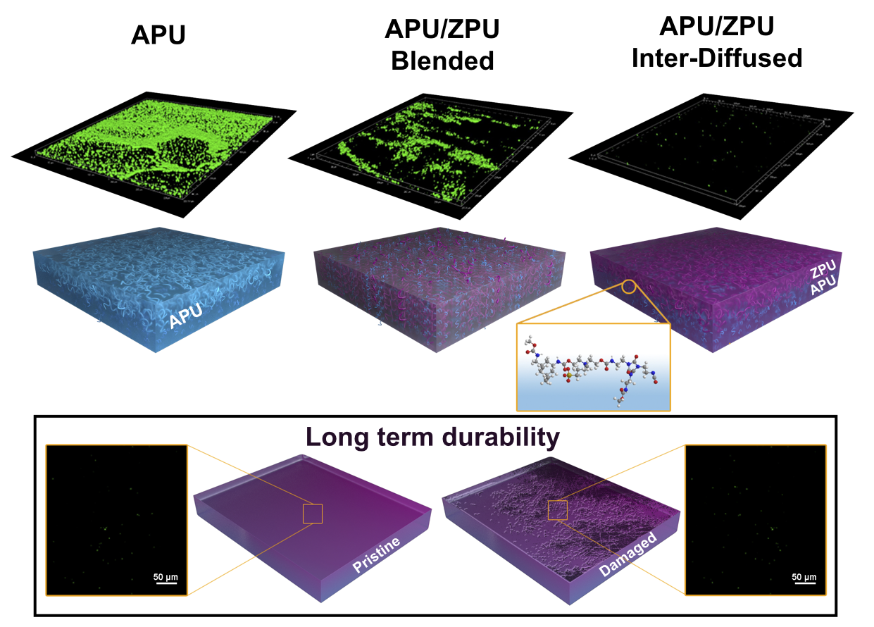 Scalable inter- diffused zwitterionic polyurethanes for durable antibacterial coatings